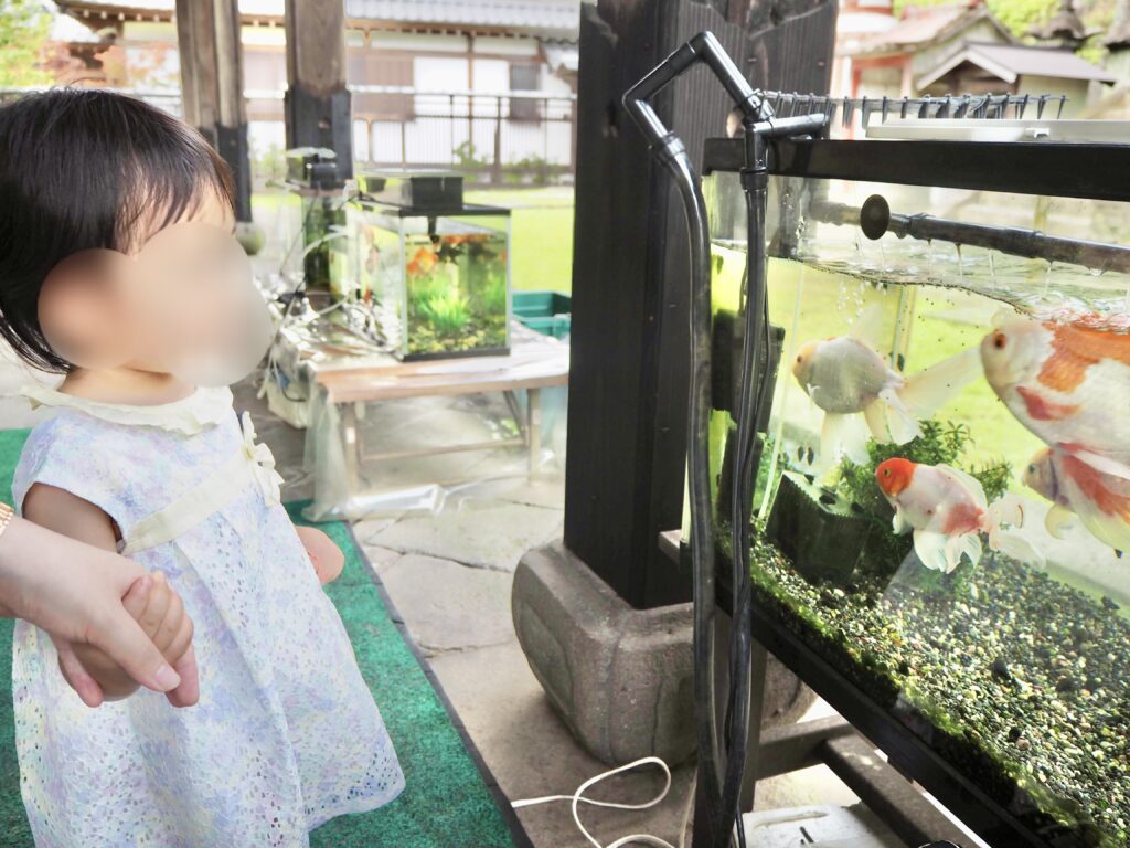 本堂の裏に金魚が居ます